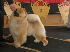 The Chow Chow Club of Wales