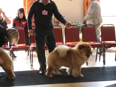 The Chow Chow Club of Wales