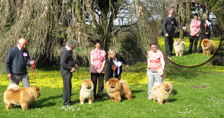 The Chow Chow Club of Wales