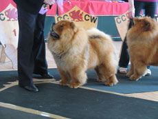 The Chow Chow Club of Wales