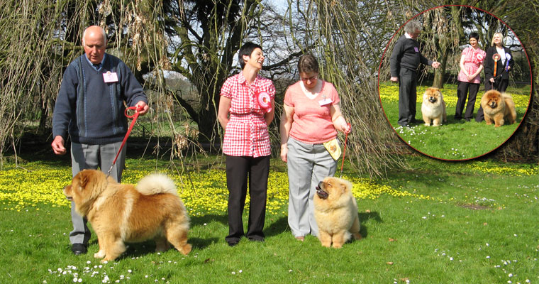 The Chow Chow Club of Wales