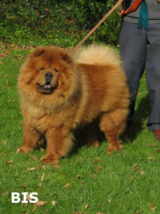 The Chow Chow Club of Wales