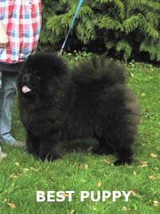 The Chow Chow Club of Wales