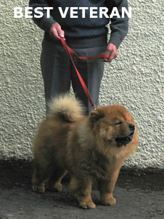 The Chow Chow Club of Wales