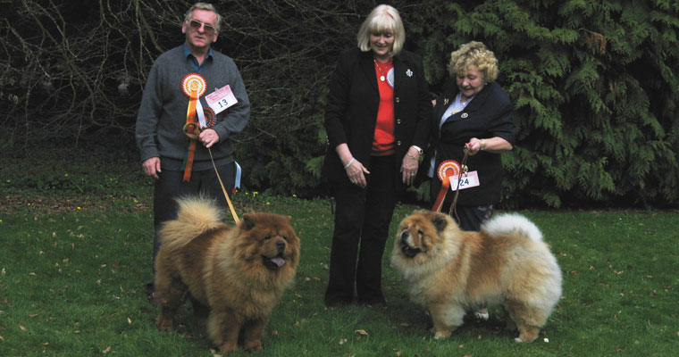 The Chow Chow Club of Wales