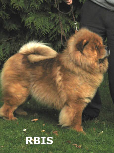 The Chow Chow Club of Wales