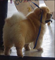 The Chow Chow Club of Wales