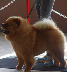 The Chow Chow Club of Wales