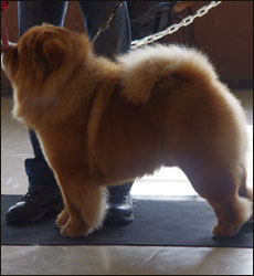 The Chow Chow Club of Wales