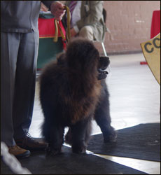 The Chow Chow Club of Wales