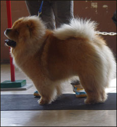 The Chow Chow Club of Wales