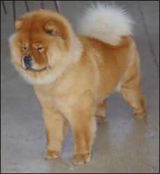 The Chow Chow Club of Wales