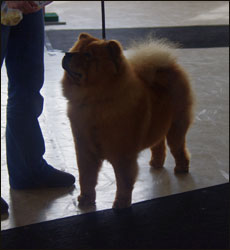 The Chow Chow Club of Wales