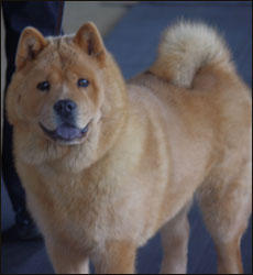 The Chow Chow Club of Wales