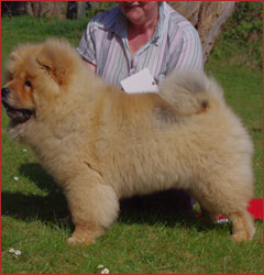 The Chow Chow Club of Wales