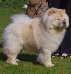 The Chow Chow Club of Wales