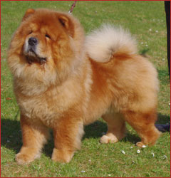 The Chow Chow Club of Wales