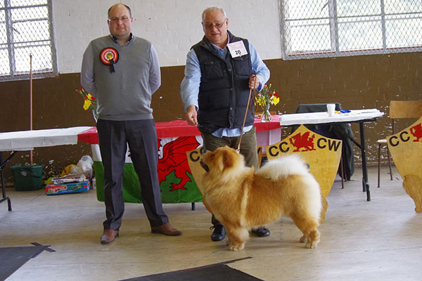 The Chow Chow Club of Wales