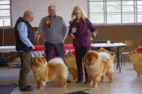 The Chow Chow Club of Wales