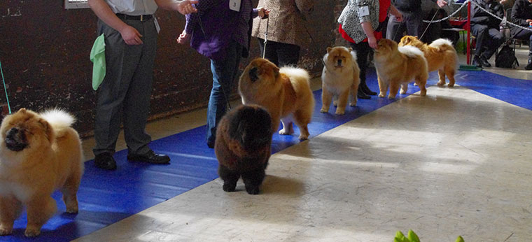 The Chow Chow Club of Wales