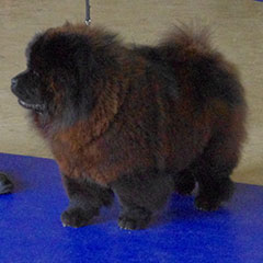 The Chow Chow Club of Wales