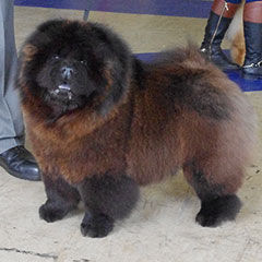 The Chow Chow Club of Wales