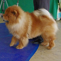 The Chow Chow Club of Wales