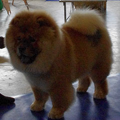 The Chow Chow Club of Wales