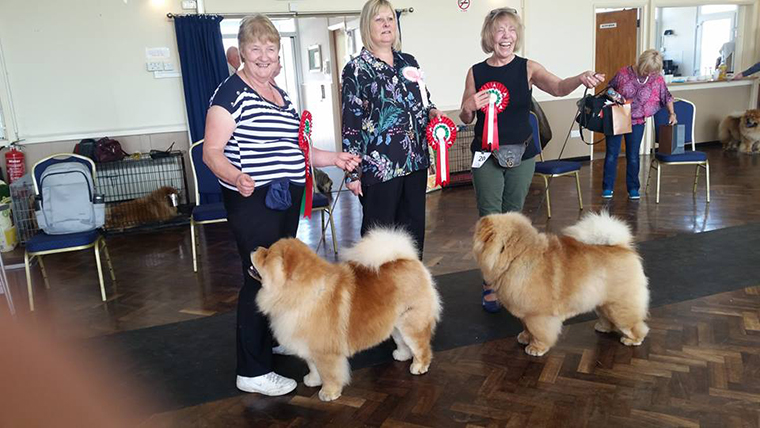 The Chow Chow Club of Wales