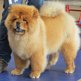 The Chow Chow Club of Wales