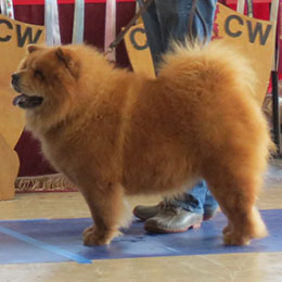 The Chow Chow Club of Wales