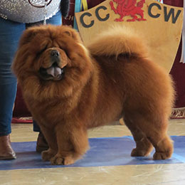 The Chow Chow Club of Wales