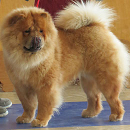 The Chow Chow Club of Wales