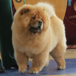 The Chow Chow Club of Wales