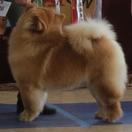 The Chow Chow Club of Wales