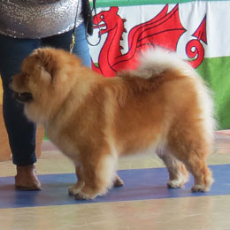 The Chow Chow Club of Wales