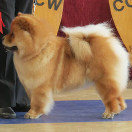 The Chow Chow Club of Wales