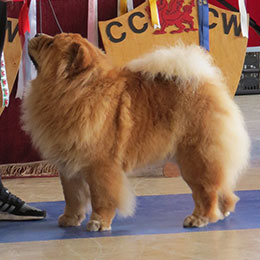 The Chow Chow Club of Wales