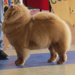 The Chow Chow Club of Wales