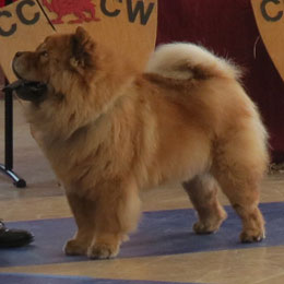 The Chow Chow Club of Wales