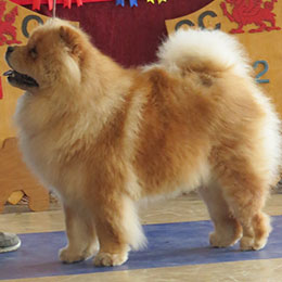 The Chow Chow Club of Wales