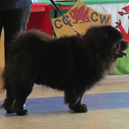 The Chow Chow Club of Wales