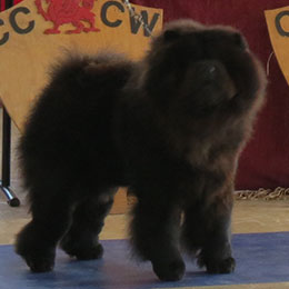 The Chow Chow Club of Wales